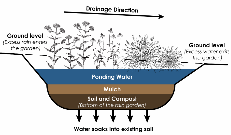 Diagram of the structure in a native plant rain garden