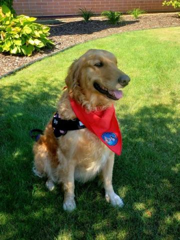 Paws to Read: Skye, the Golden Retriever