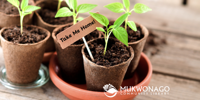 PHOTO of seedlings in pots